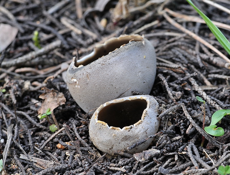 Helvella leucomelaena